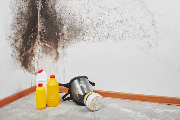 Best Certified Mold Removal  in Beltsville, MD