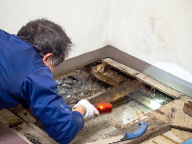 Home Mold Removal in Beltsville, MD