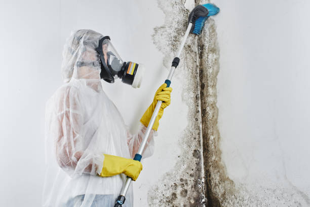 Best Residential Mold Removal  in Beltsville, MD