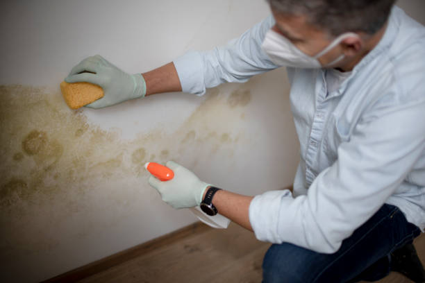 Best Black Mold Removal  in Beltsville, MD